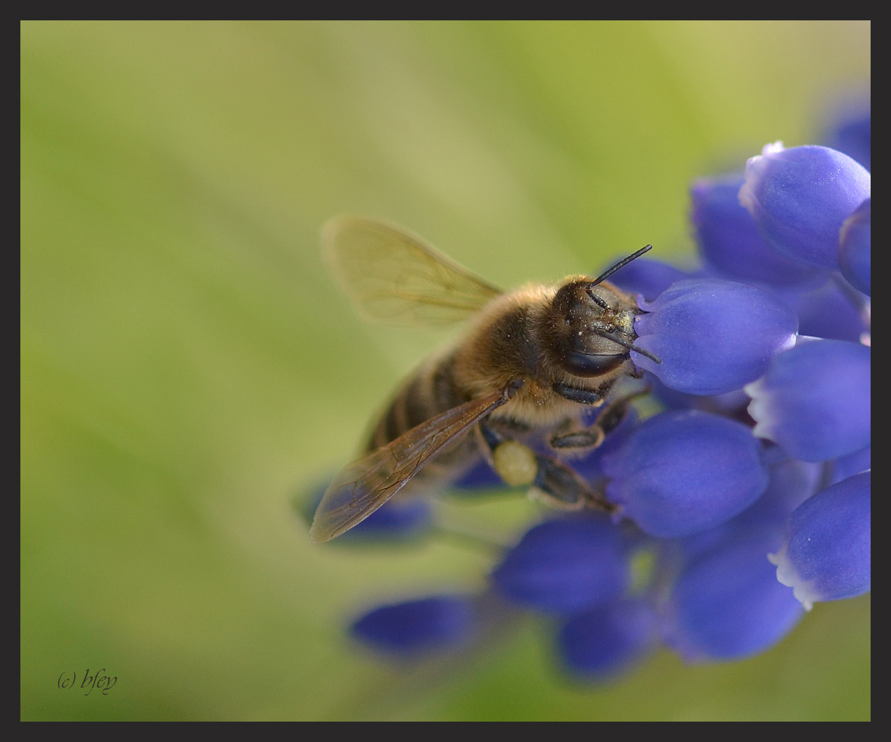 Bienchen