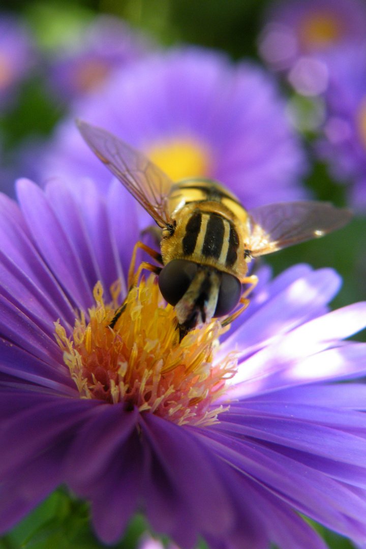 BIENCHEN