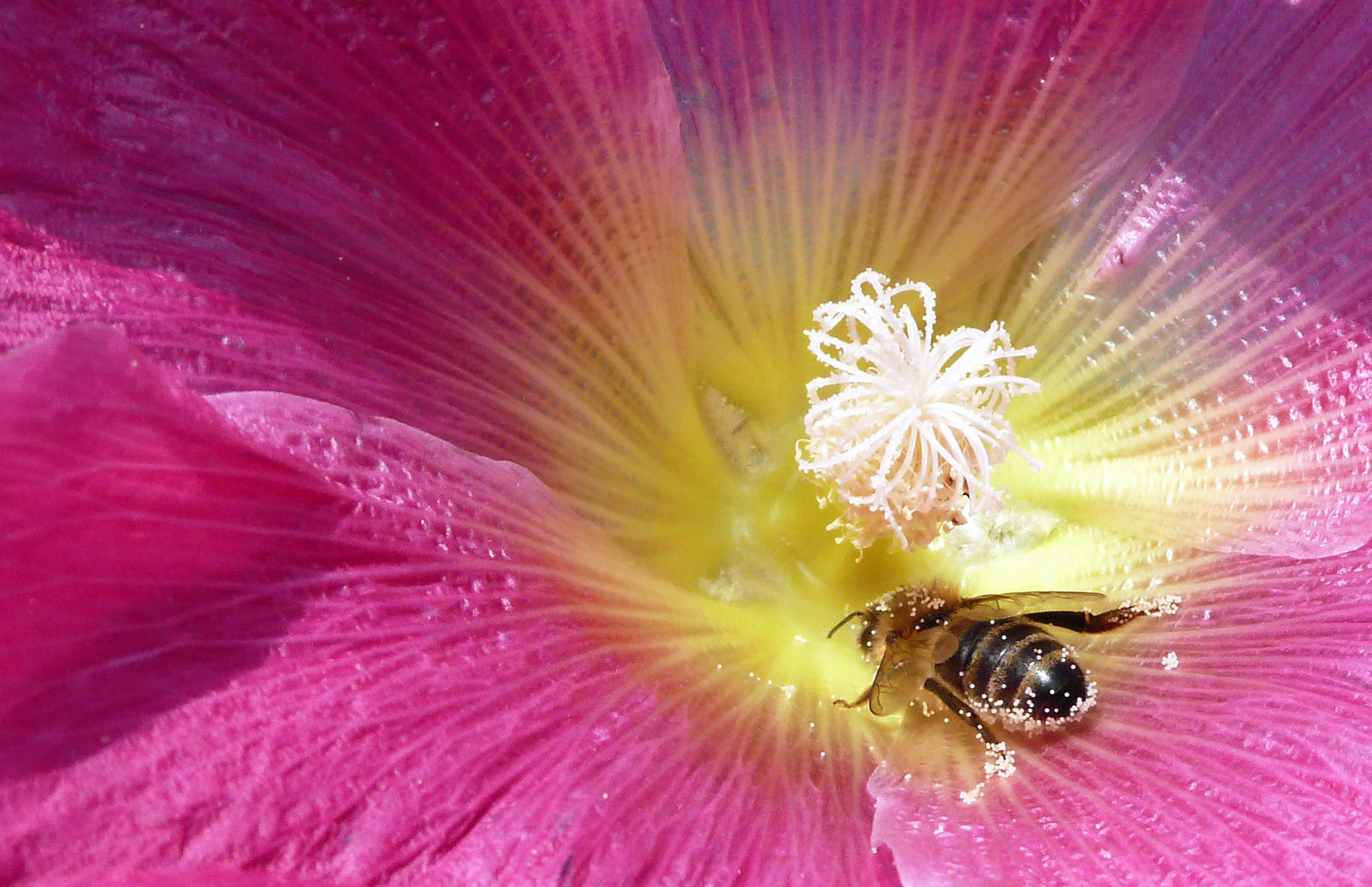 Bienchen