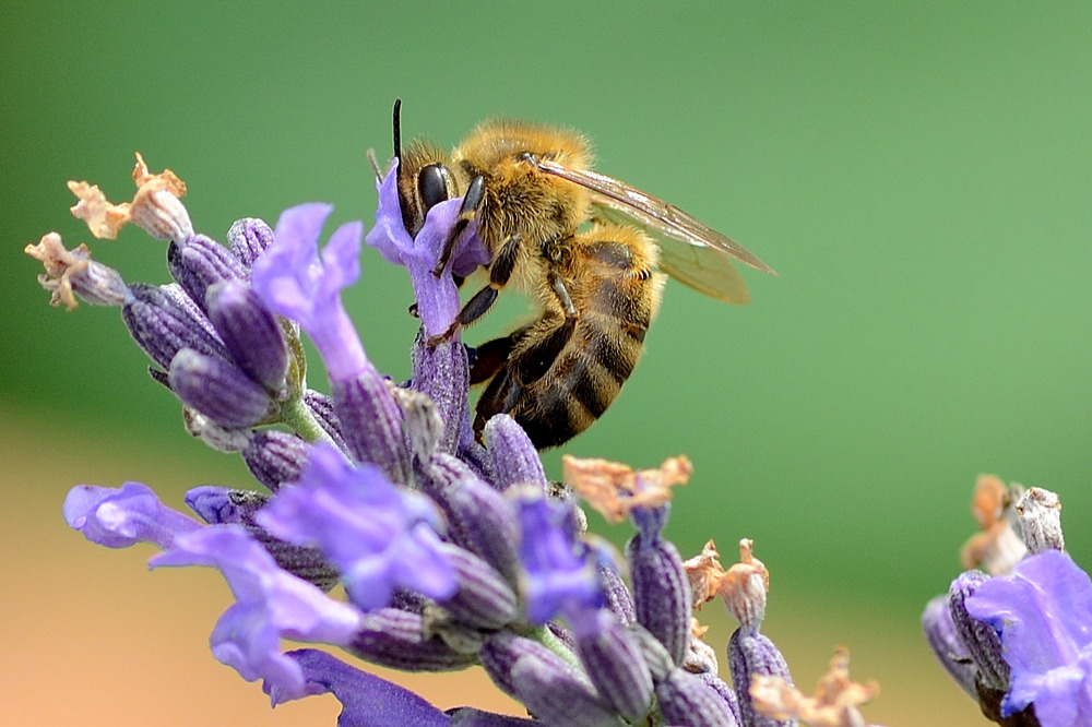 Bienchen