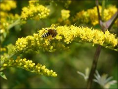 bienchen