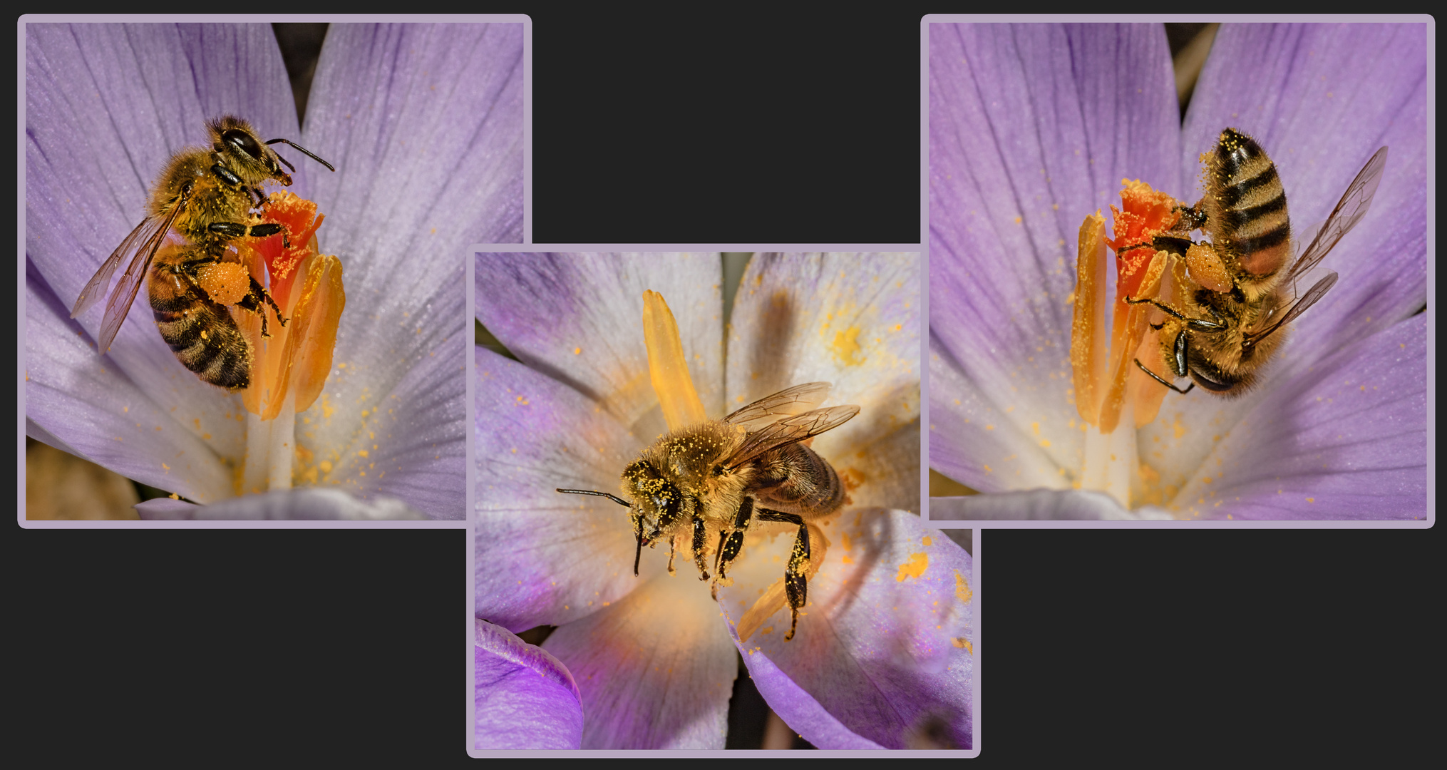 Bienchen Collage