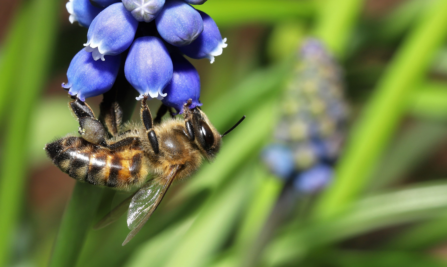 Bienchen