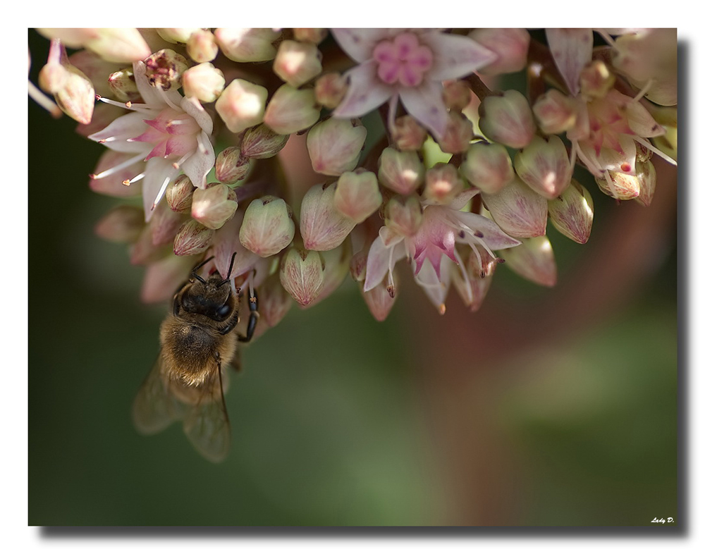 Bienchen