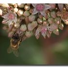 Bienchen