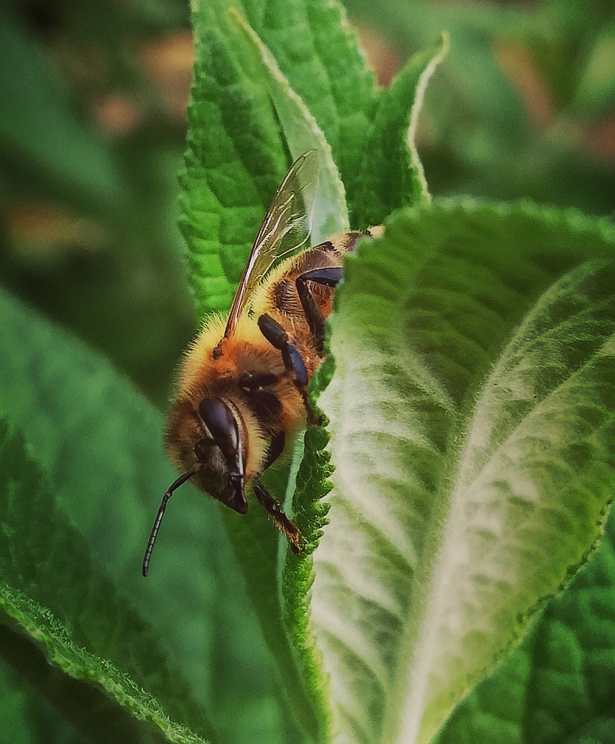 Bienchen