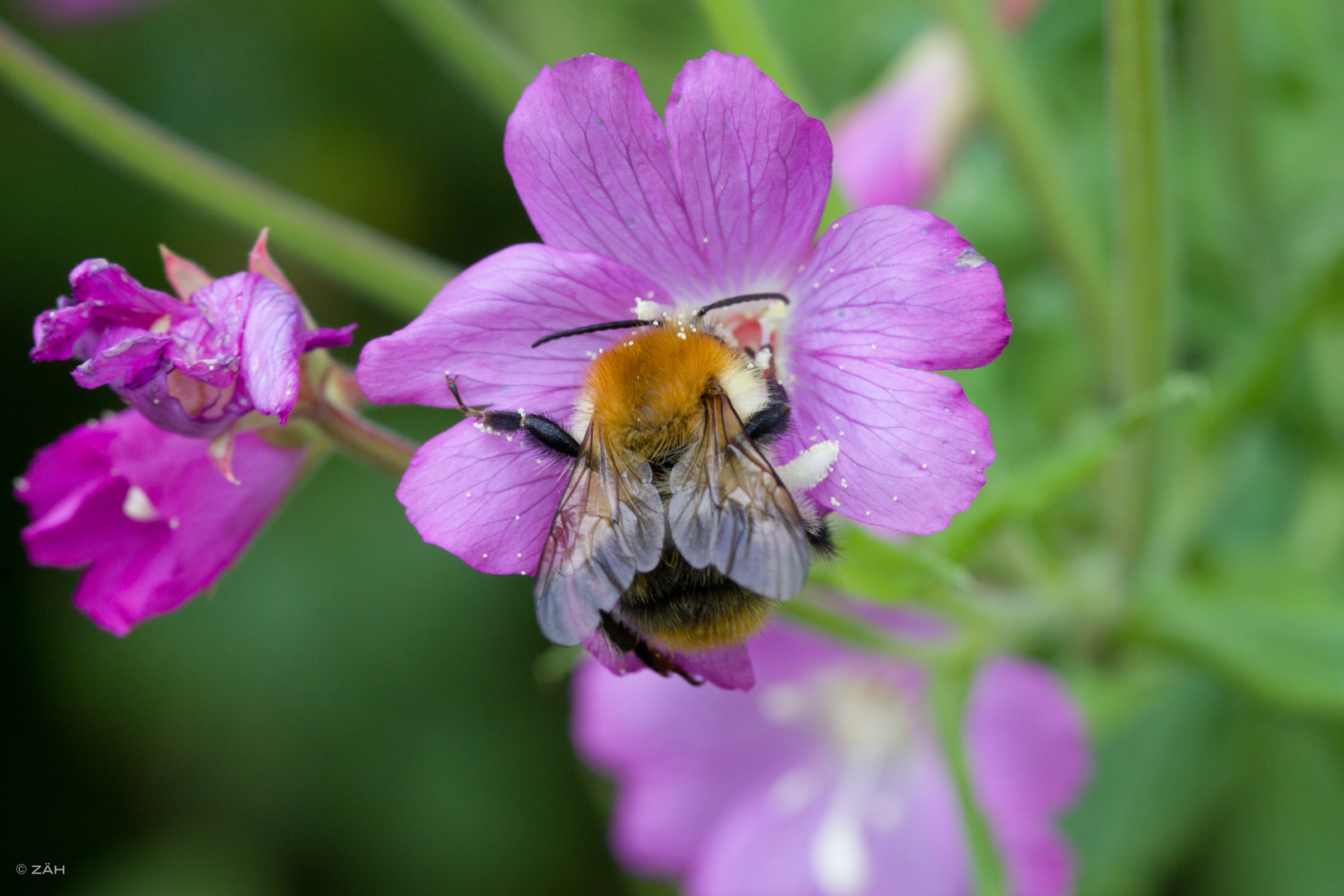 Bienchen