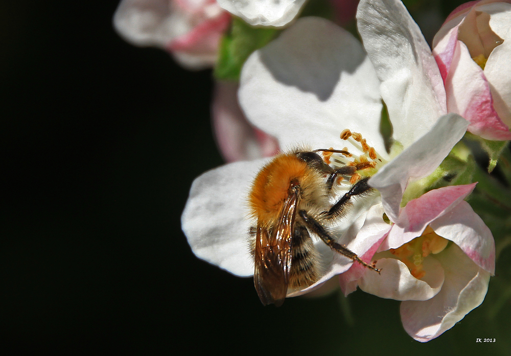 Bienchen