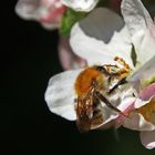 Bienchen