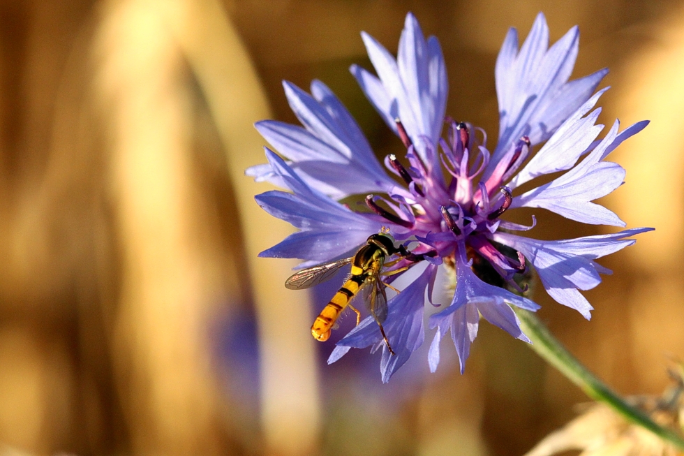 Bienchen