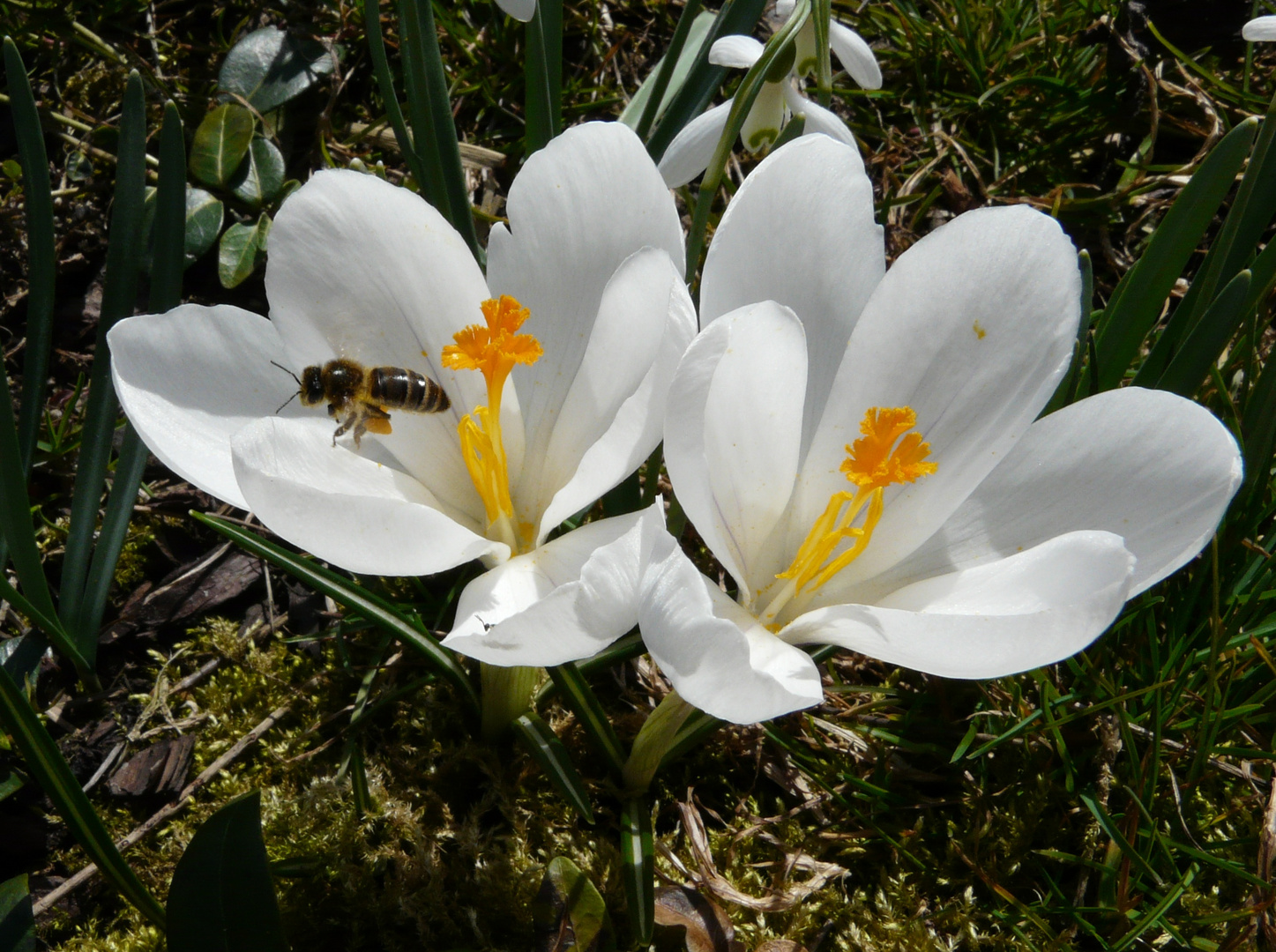 Bienchen