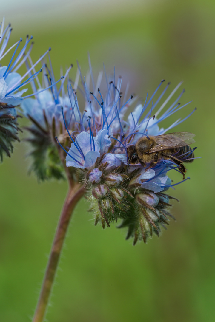 Bienchen