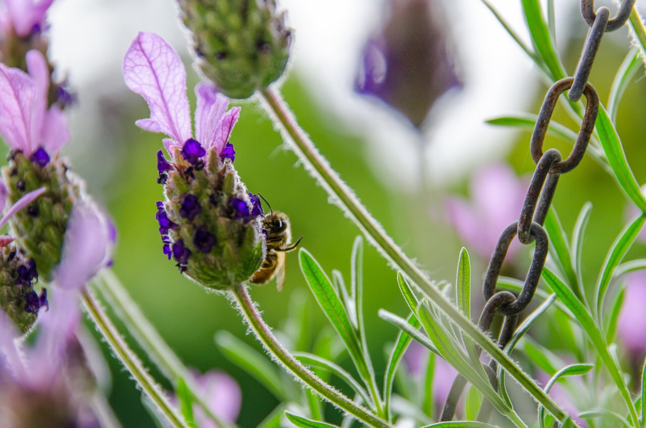 Bienchen die 2te