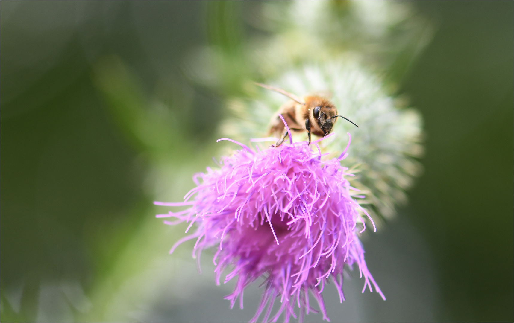 *Bienchen & die wilde Distelblüte*