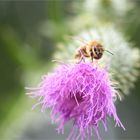 *Bienchen & die wilde Distelblüte*