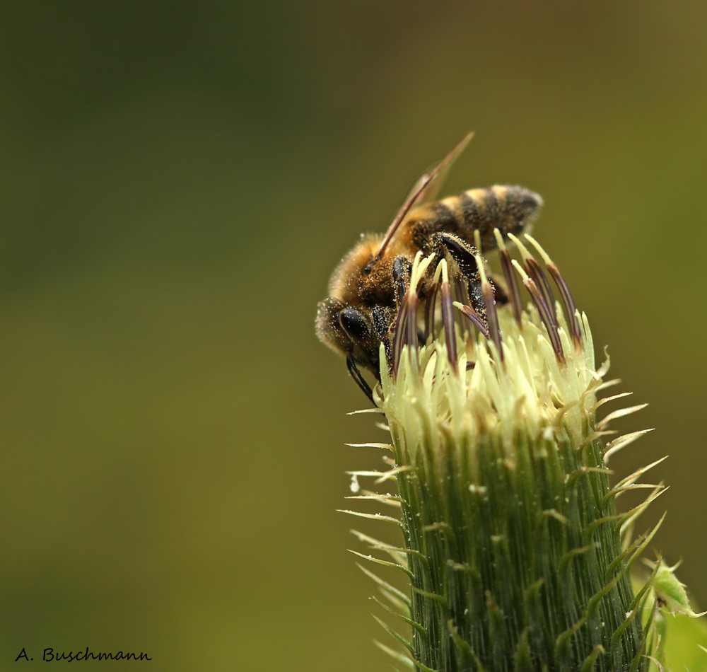 Bienchen