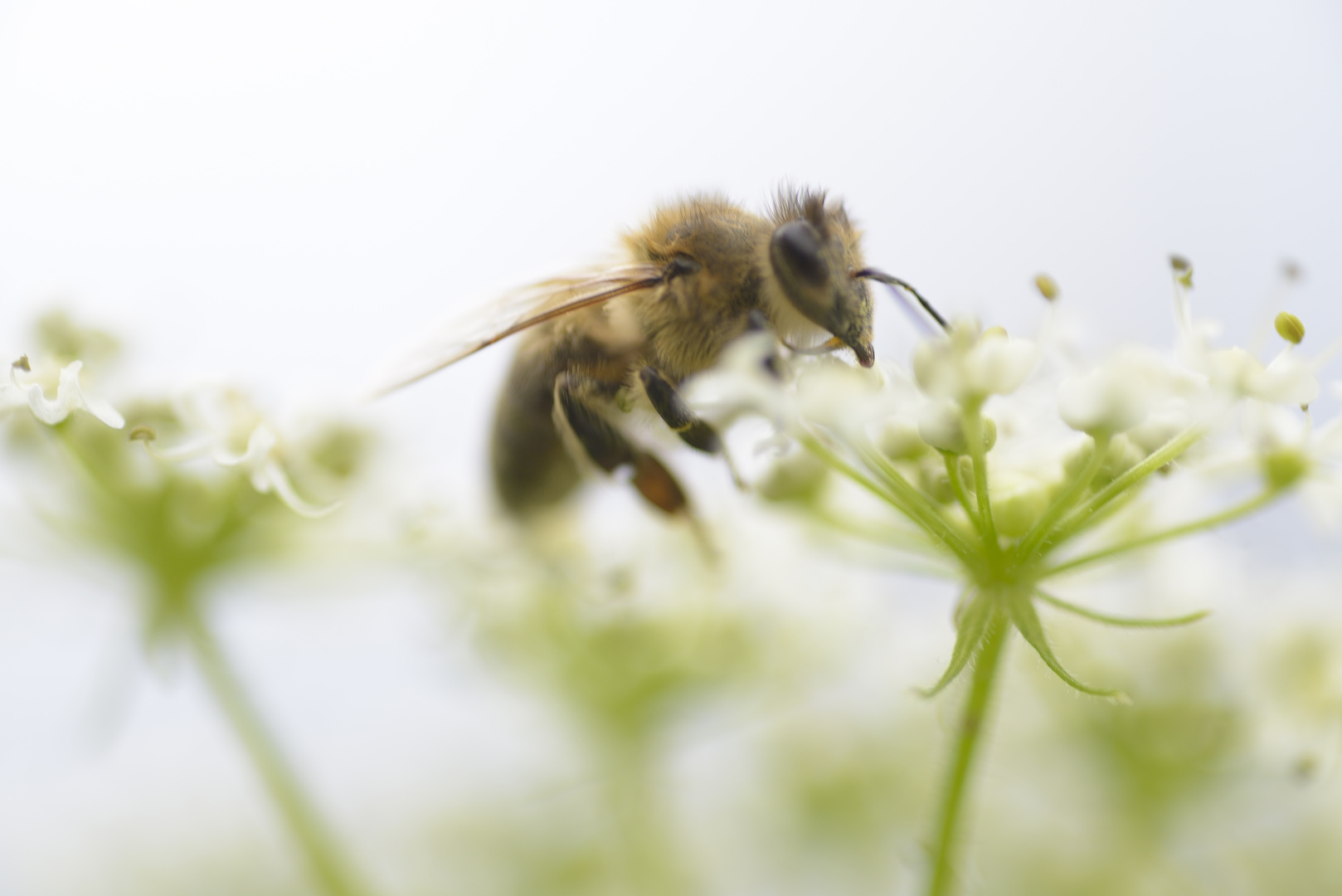 Bienchen