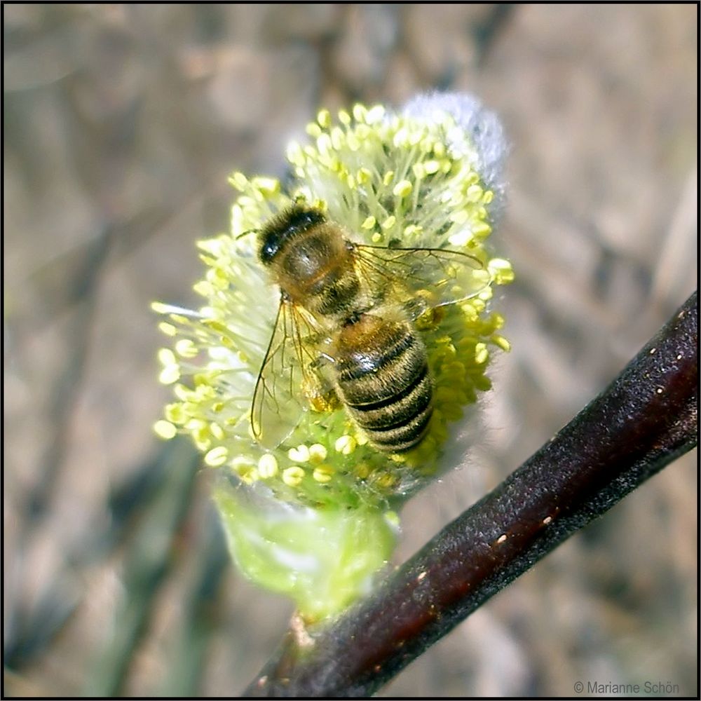 * BIENCHEN *