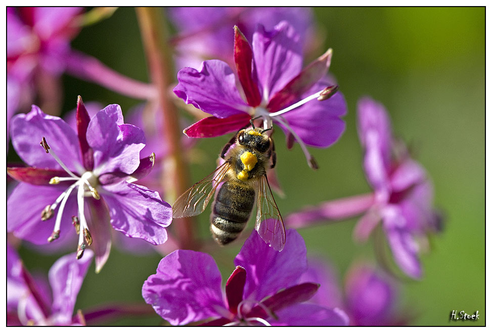 Bienchen