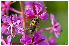 Bienchen