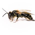 bienchen