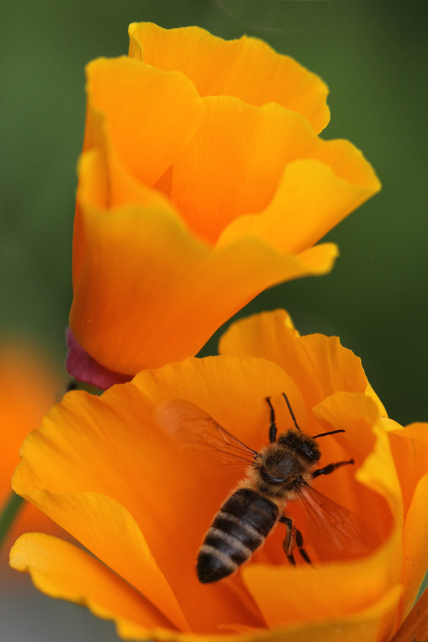 Bienchen