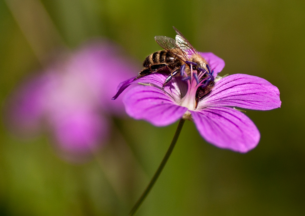 Bienchen