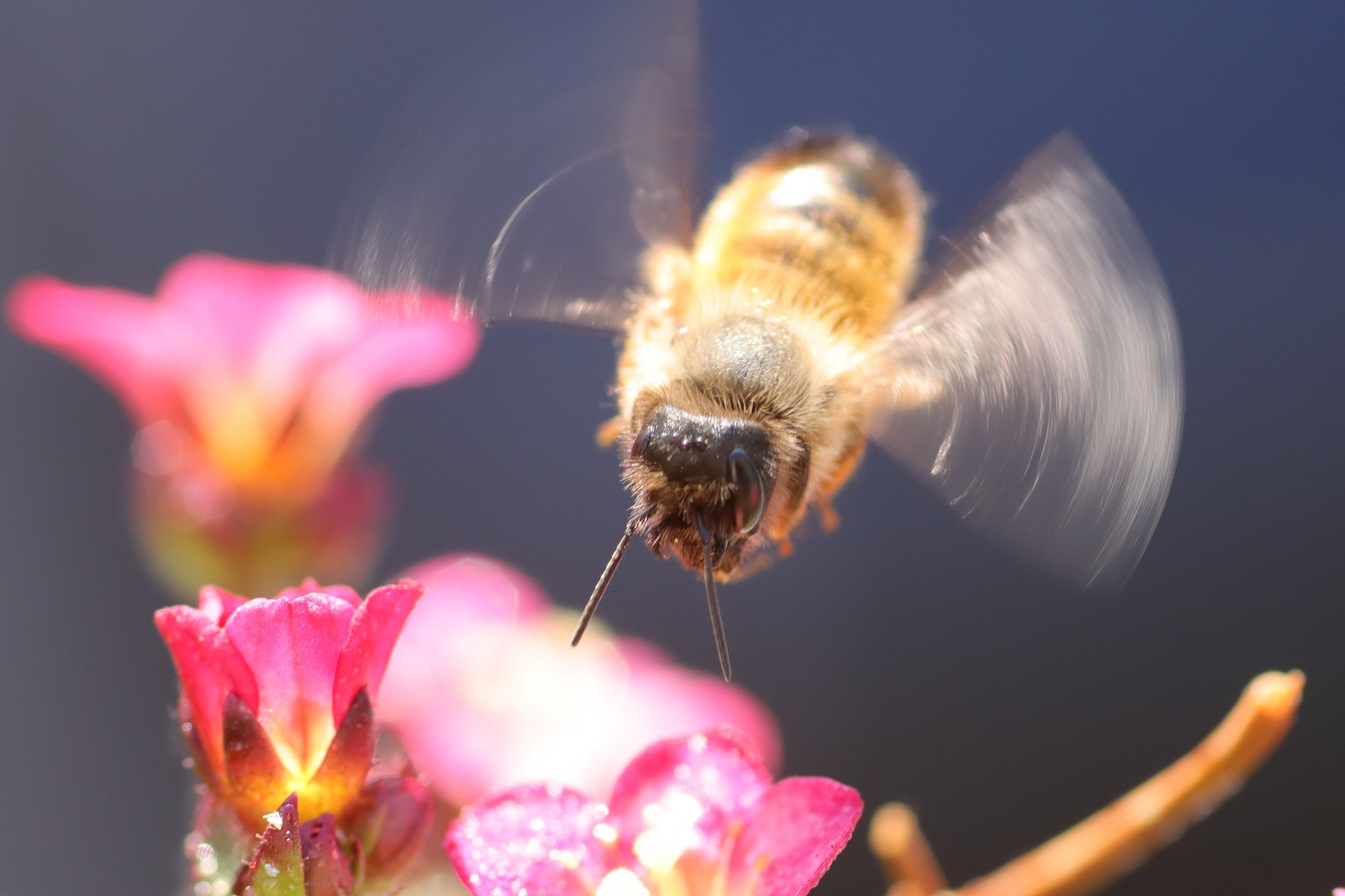 Bienchen