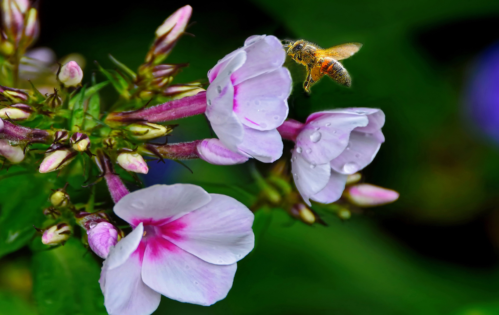 Bienchen