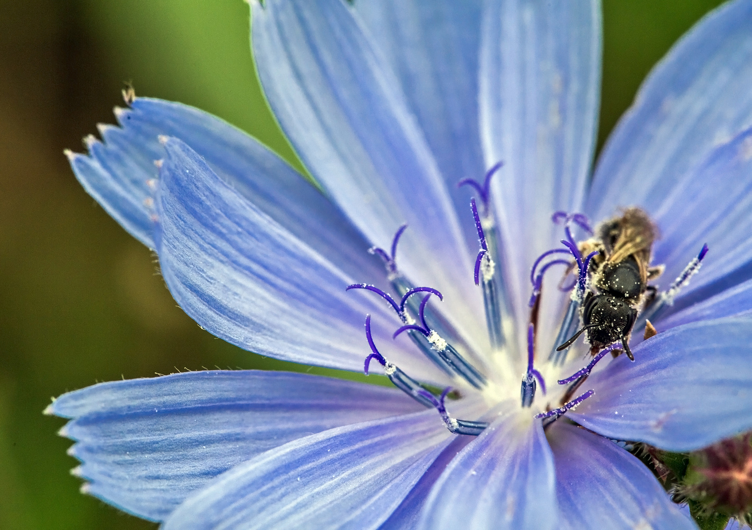 Bienchen