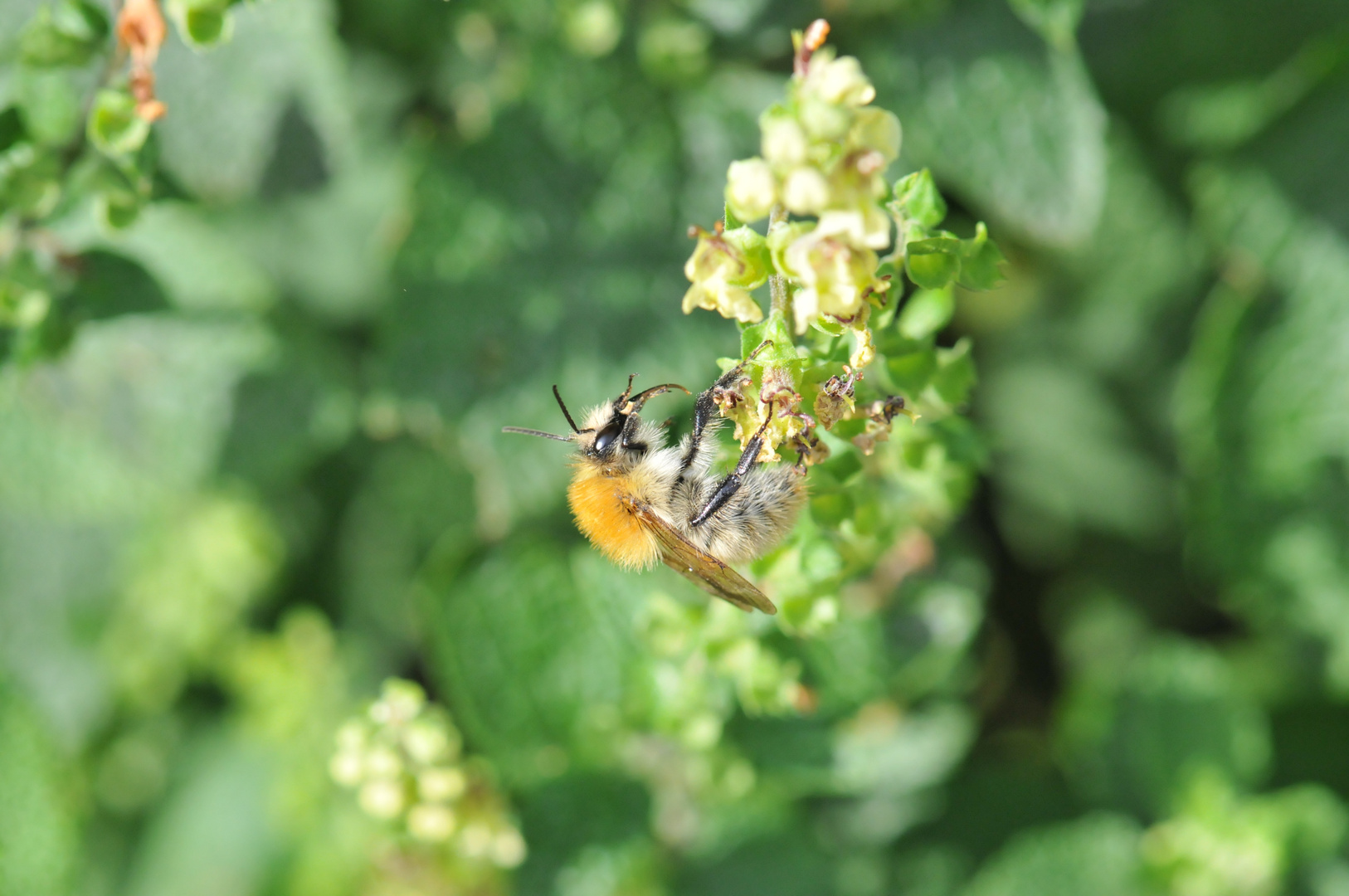 Bienchen - ein kleiner Frühlingsgruß aus den Tiefen des Archivs...