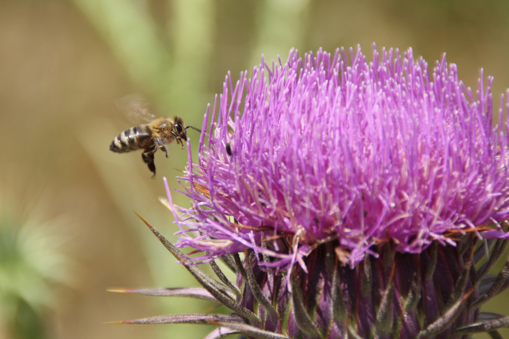 Bienchen Emsig, Photograph geduldig