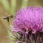 Bienchen Emsig, Photograph geduldig