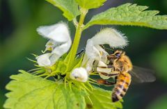 "BIENCHEN" - erholt euch bitte gut