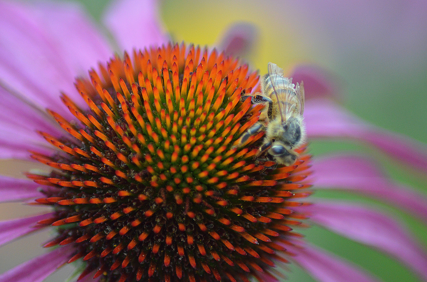 Bienchen