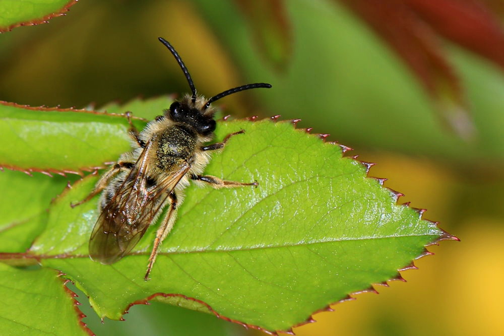 Bienchen