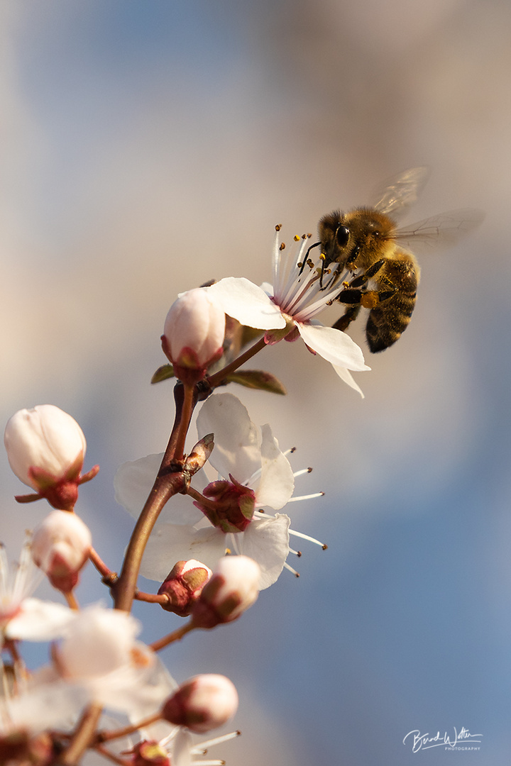 Bienchen