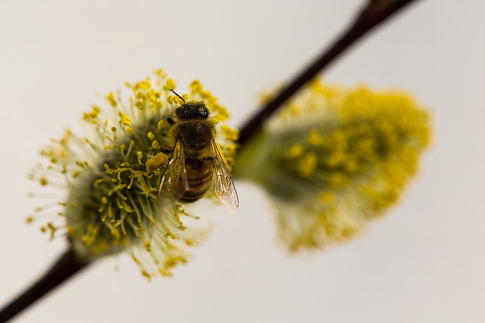 Bienchen