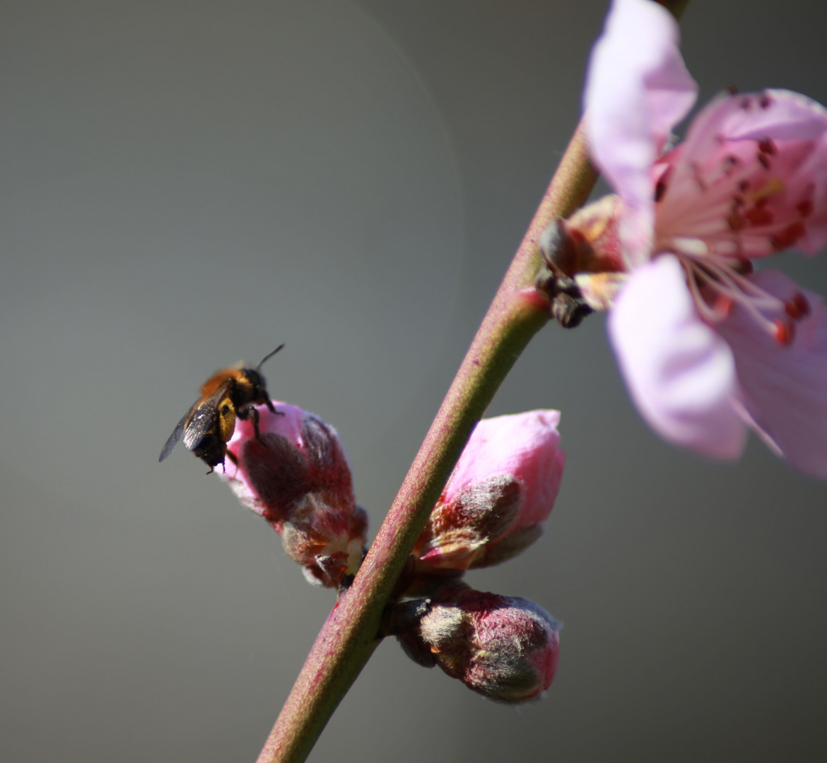 Bienchen