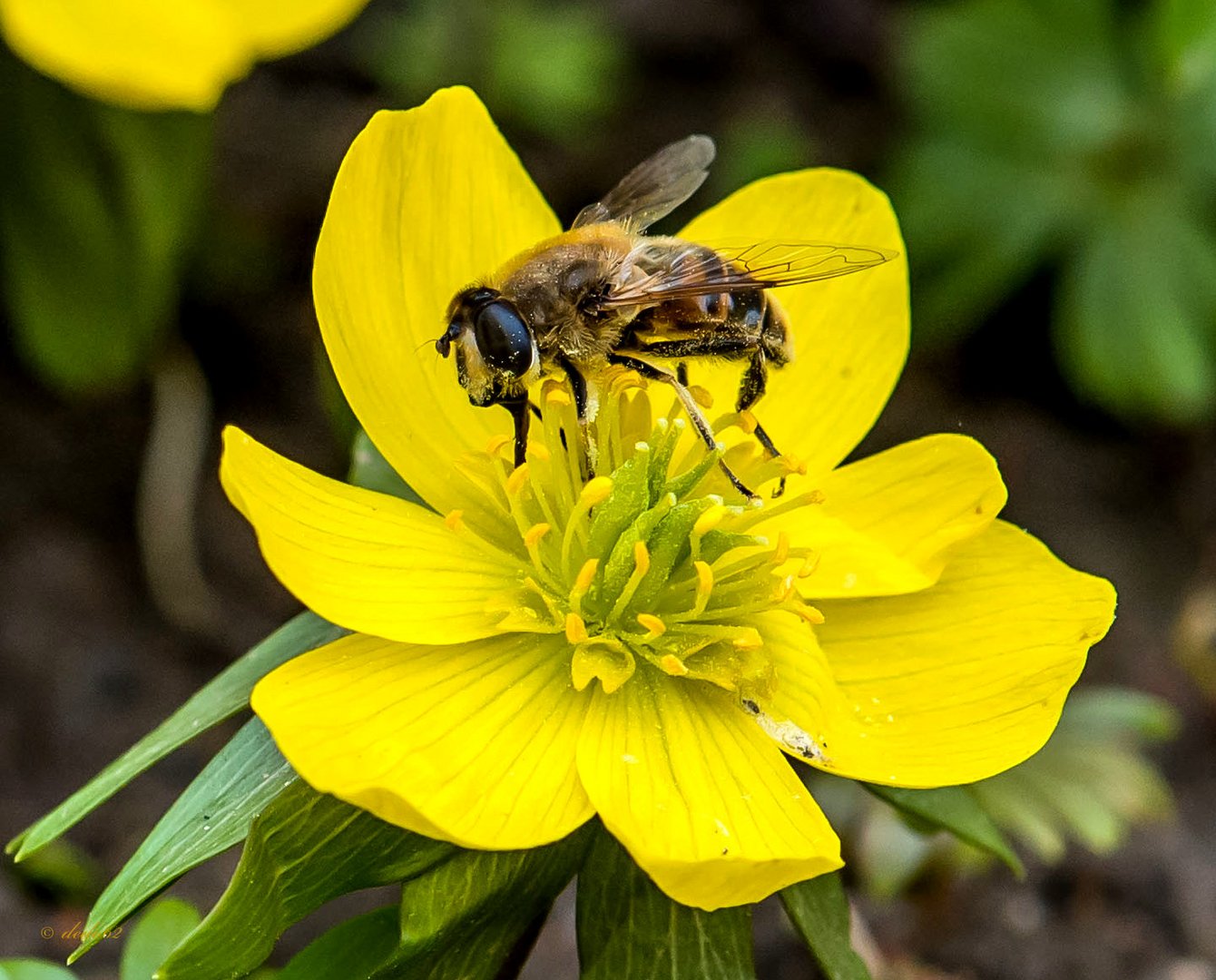 Bienchen...