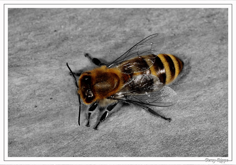 Bienchen