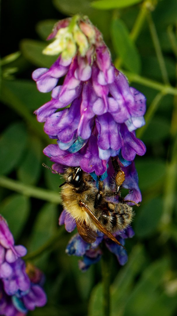 Bienchen