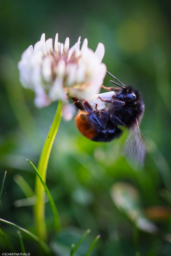 Bienchen