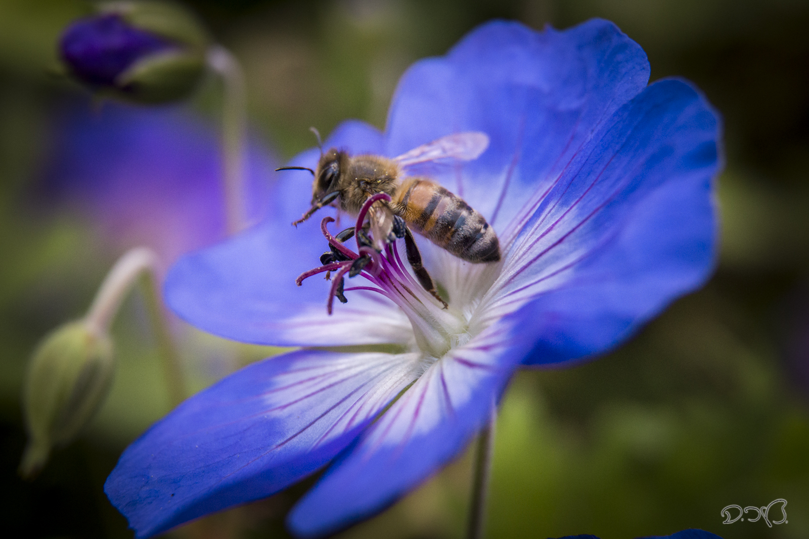 Bienchen