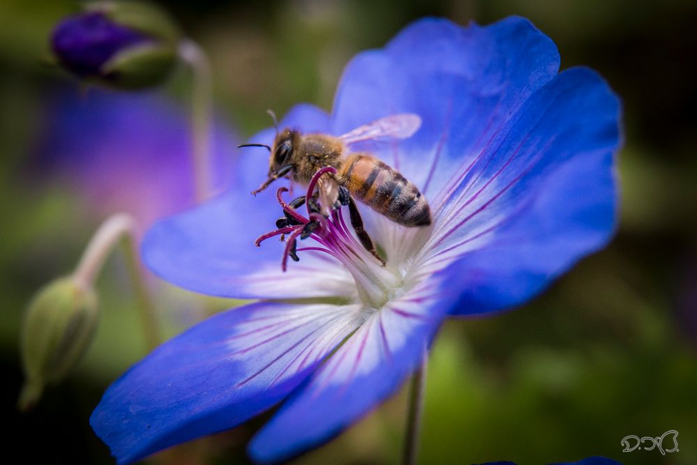 Bienchen