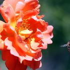 Bienchen, fleißiges