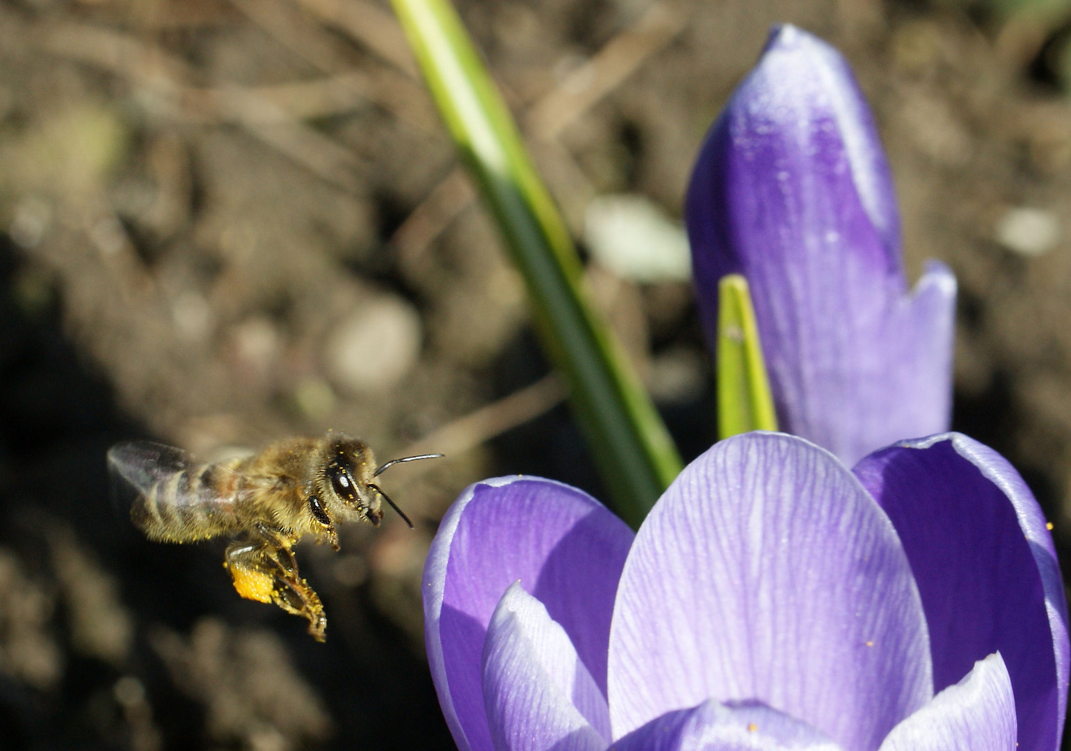 Bienchen flieg!