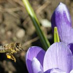 Bienchen flieg!