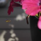 Bienchen fliegt zur Blume