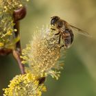 Bienchen freut sich über Weidenblüte